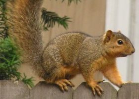 Lexington Squirrel Removal
