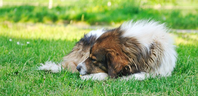 Pododermatitis in dogs