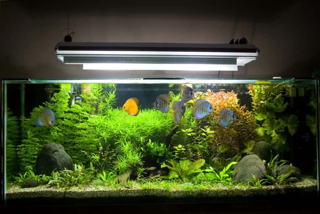 Why It Is Important To Buy Aquarium-Led Lights
